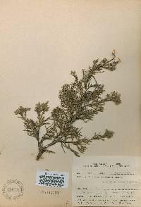 Juniperus chinensis image