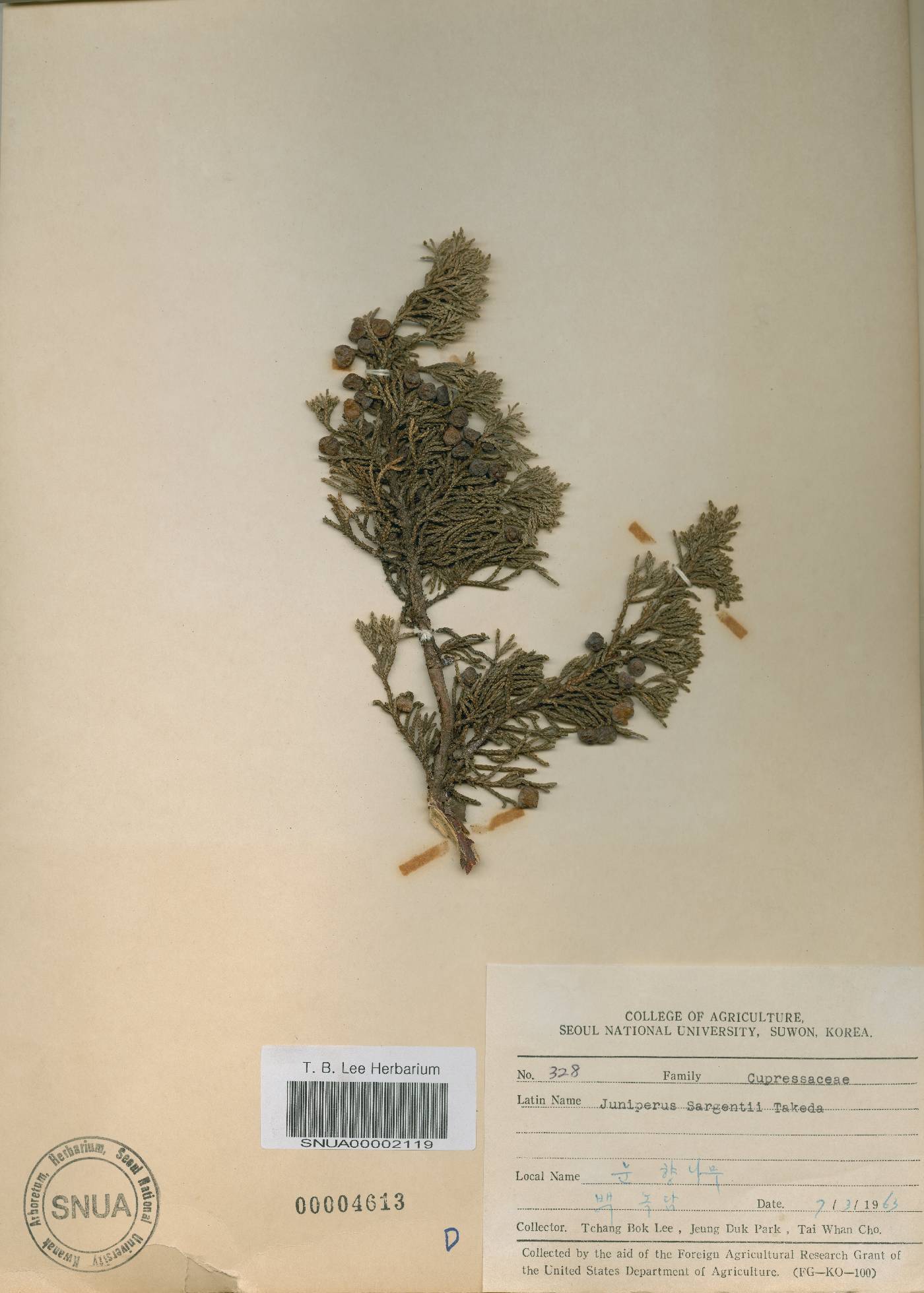 Juniperus chinensis var. sargentii image