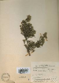 Juniperus chinensis image