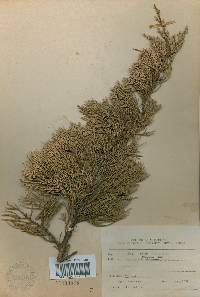 Juniperus chinensis image