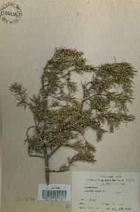 Juniperus rigida image