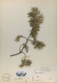 Juniperus rigida image