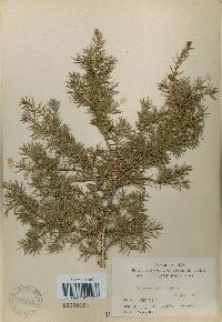 Juniperus rigida image