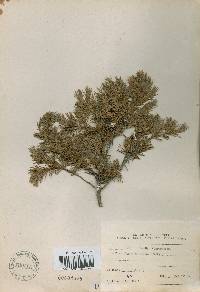 Juniperus rigida image