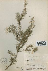 Juniperus rigida image