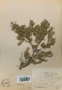 Juniperus rigida image