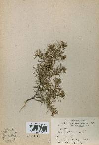 Juniperus rigida image