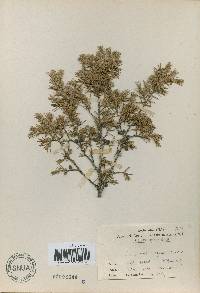 Juniperus rigida image