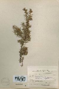 Juniperus rigida image