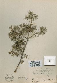 Juniperus rigida image