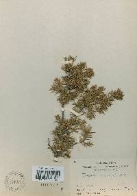 Juniperus rigida image