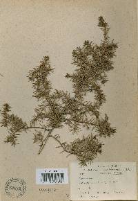 Juniperus rigida image