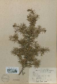 Juniperus rigida image