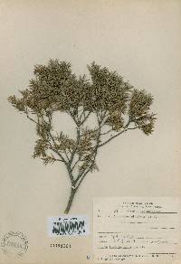 Juniperus rigida image