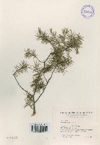 Juniperus rigida image