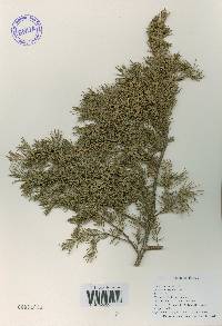 Juniperus rigida image