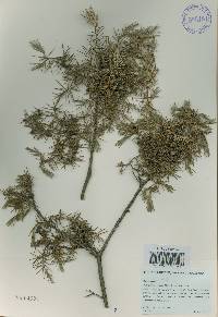 Juniperus rigida image