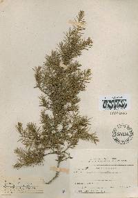 Juniperus rigida image