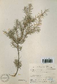 Juniperus rigida image