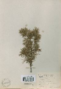 Juniperus rigida image