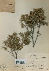 Juniperus rigida image