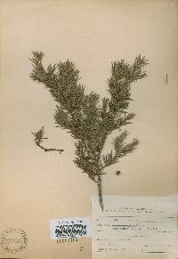 Juniperus rigida image