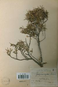 Juniperus rigida image