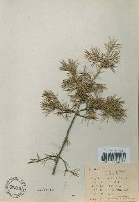 Juniperus rigida image