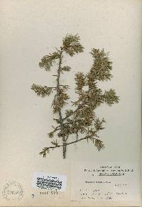 Juniperus rigida image