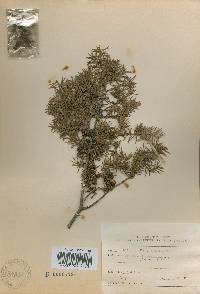 Juniperus rigida image