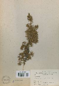 Juniperus rigida image