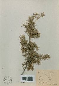 Juniperus rigida image