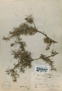 Juniperus rigida image