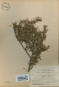 Juniperus rigida image