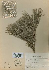 Pinus densiflora image