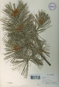 Pinus koraiensis image