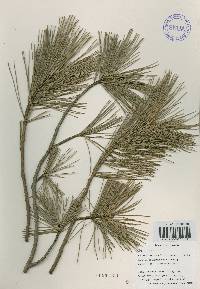 Pinus koraiensis image