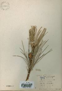 Pinus koraiensis image