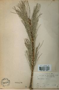 Pinus koraiensis image