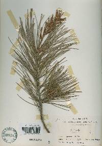 Pinus koraiensis image