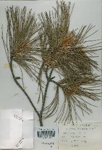 Pinus koraiensis image