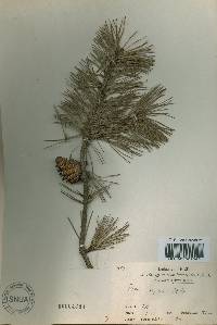 Image of Pinus rigida