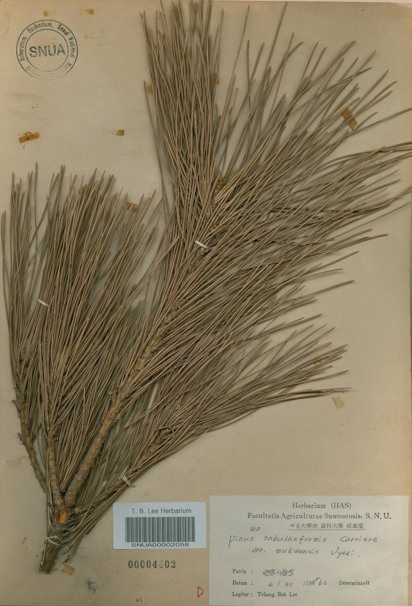 Pinus tabuliformis image