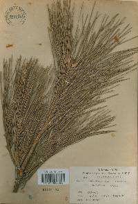 Image of Pinus tabuliformis