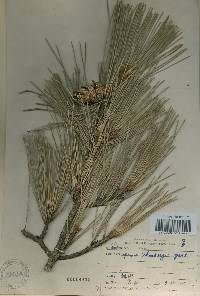 Pinus thunbergii image