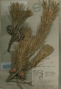 Pinus thunbergii image