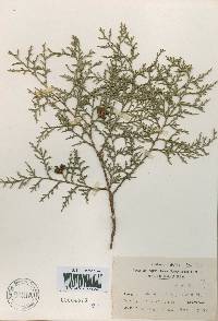 Platycladus orientalis image