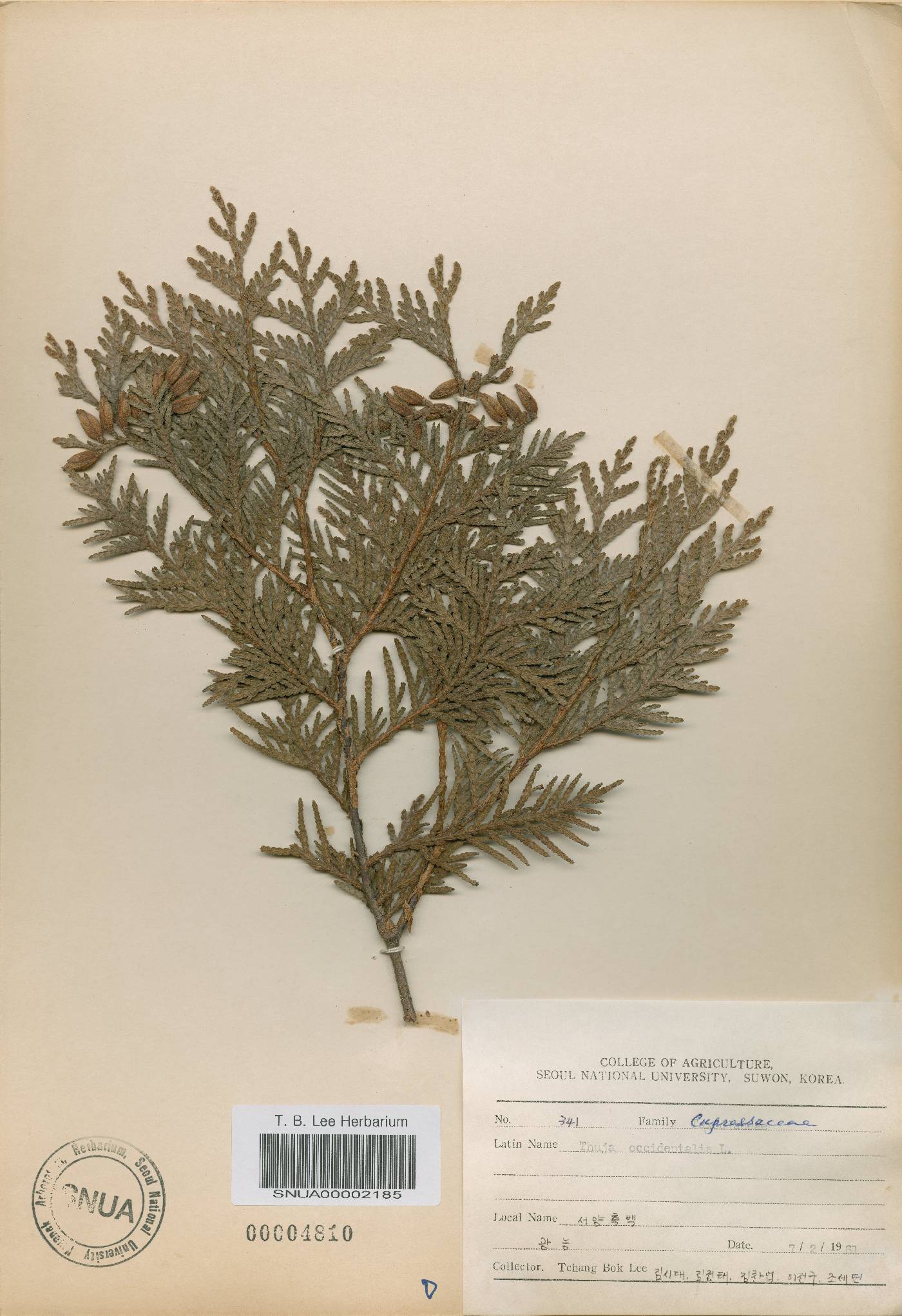 Thuja occidentalis image