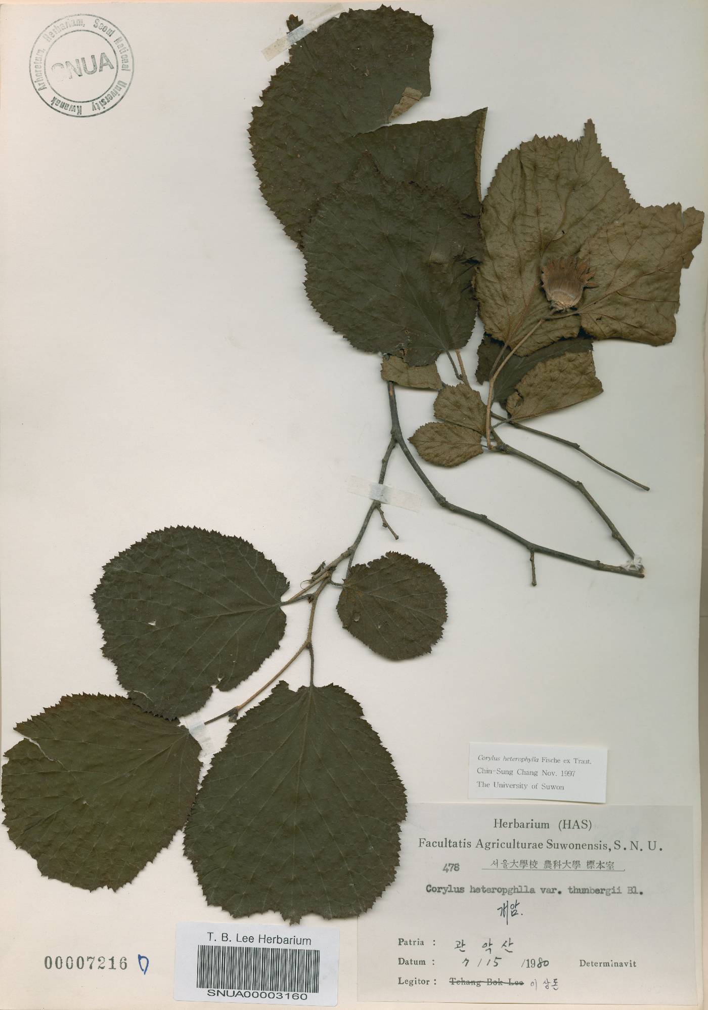 Corylus heterophylla image