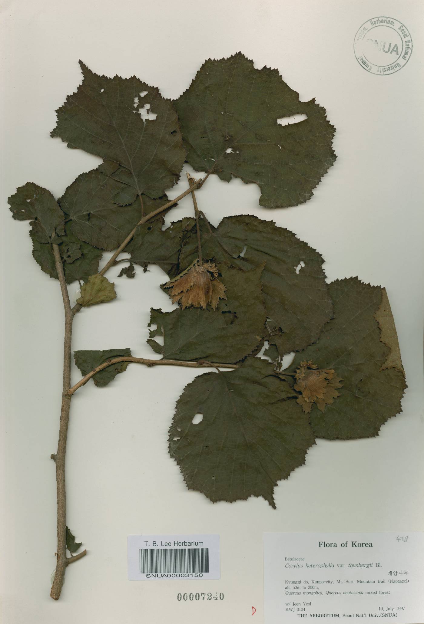 Corylus heterophylla image